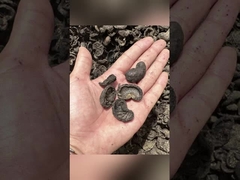 फ्लैट डाई गोली बनाने की मशीन